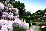 03 Flowering Rhododendron