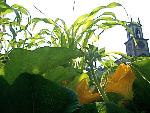 05 Interpretive garden closeup