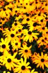 10 Black-eyed susans in August