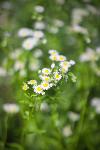 15 Wildflowers in July