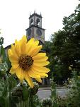 17 Sunflower