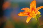 26 Lily in July