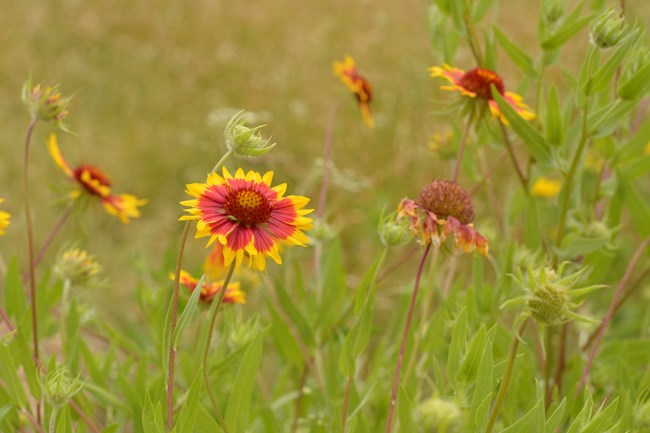 Indian Blanket native flowers. Red, orange, and yellow with green grass in background.