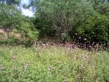 Texas brush and wildflowers, similar to the mission environment.
