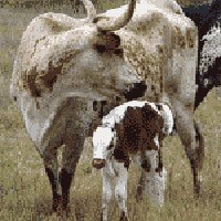 Texas longhorns are the result of three breeds of Spanish cattle interbreeding.