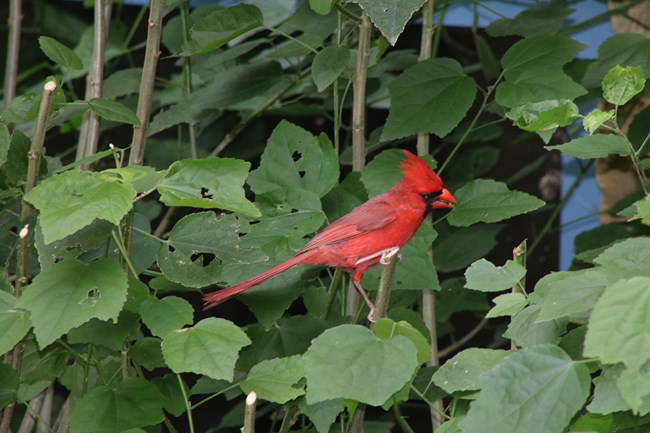Cardinal in Turk's Cap