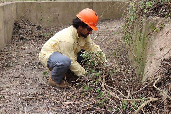 Texas Conservation Corps intern in orange hard hat crouches to pick up a bundle of tree limbs.