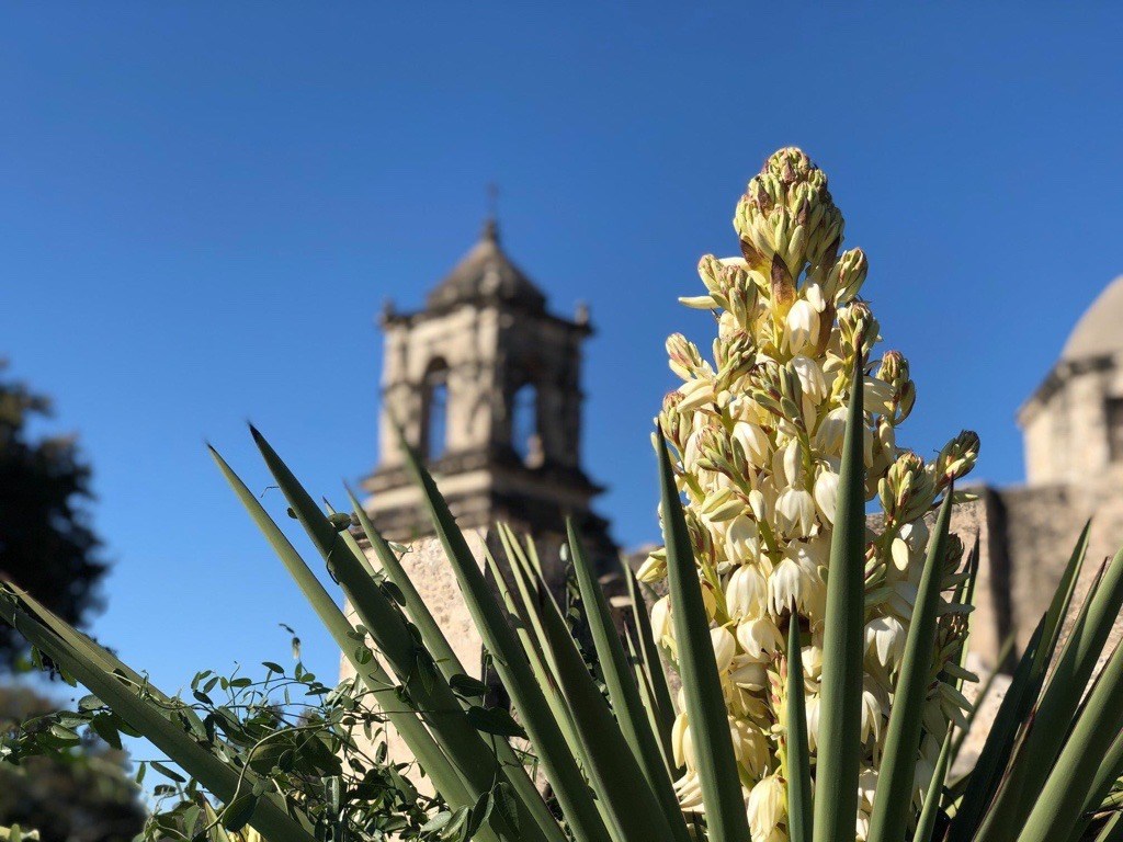 Yucca flower with a bell tower in the background.