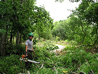 Removal of Chinaberry trees and Privets