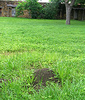 Fire ant mound in the grass