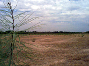 A mission's ranch was located 20-30 miles away to prevent livestock from getting into croplands.