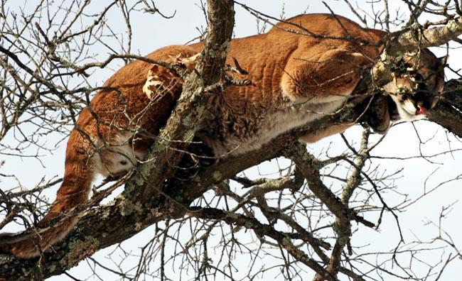 An image of a cougar in a tree, taken in Wisconsin in 2010 (Photo WI DNR)