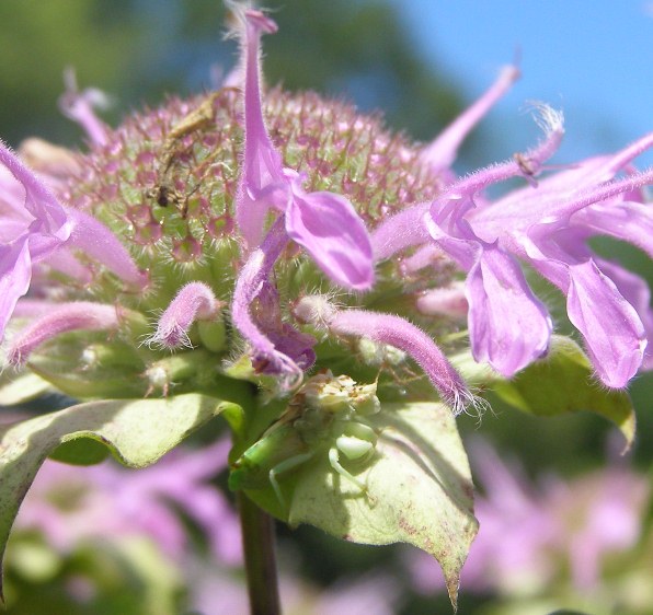In July, a camoflaged Ambush Bug lies in wait for other insects on a flowering pinkish purple Wild Bergamot. NPS Photo
