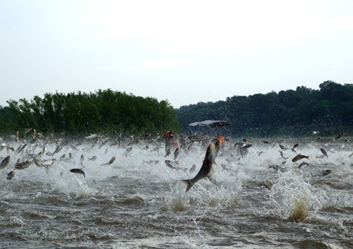 Dozens of large Silver Carp are seen jumping from the water in the wake of a motorboat on the Illinois River (Nerissa Michaels/Illinos River Biological Station)