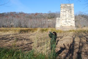 With a stone pillar and bare trees in the background, a ranger collects seeds from the top of a tall clump of cord grass.