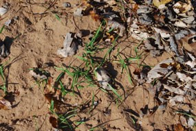Little green grass like shoots are growing from the sand amongst fallen leaves.