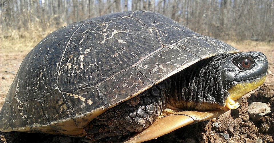 A dark domed shell covers a turtle with an orange chin