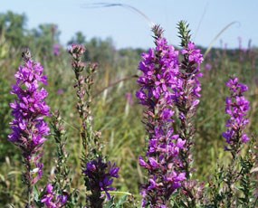 A group of pretty pinkish-purple flowers clustered on stems are in the foreground with green vegetation in the background.