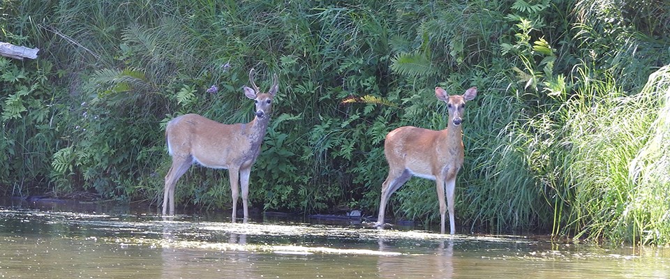 Two white-tailed deer stand on a river's edge against a riverbank of green vegetation.