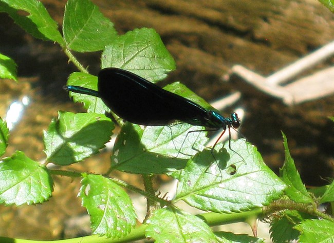 A dragonfly with black wings rests of green leaves.