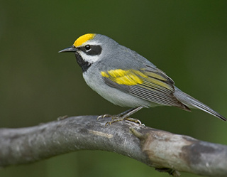 a white and grey bird with yellow accents on its forehead and wings pirches on a branch. 