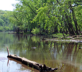 Trees, water, sand, a log and a turtle make up this river scene