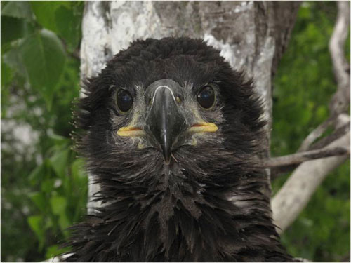 Spiky black feathers frame the face of young eaglet.  Big black eyes and beak above a yellow lined mouth.