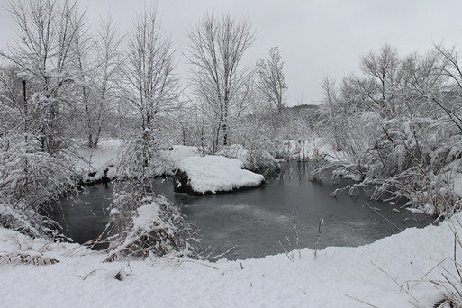 Heavy snow creates a silent morning scene around the pond at Riverway Headquarters. 