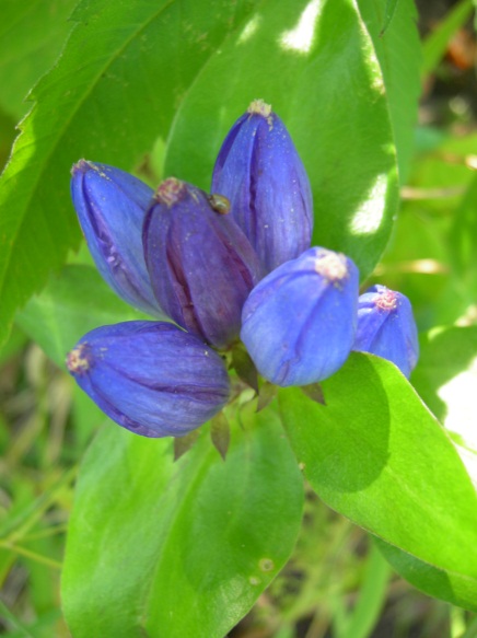 Bottle Gentian