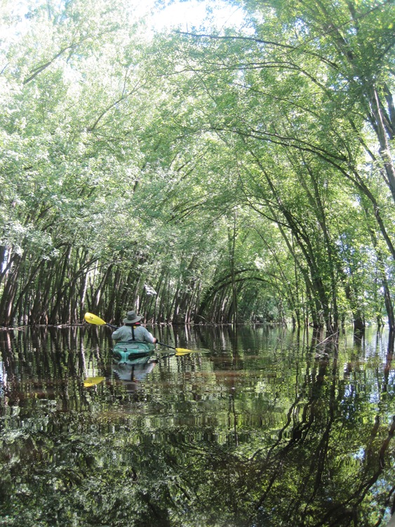 An image of the backwaters of the St. Croix near the Apple River confluence in mid-July 2013, an area which is typically dry by that time of the season. NPS photo