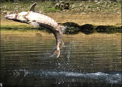 A sturgeon leaps from the water in this image. USF&W photo.