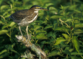 Green Heron :medium sized bird with short yellow legs, long beak and yellow eye. Back is greenish,blue-grey while neck and chest are white and brown 
