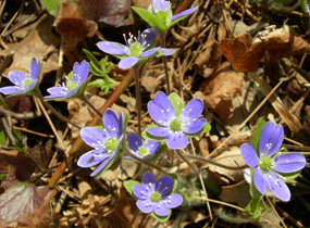 Hepatica: a small purple five petaled flower emerging from old leaves