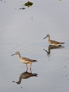 Yellow-legged sandpipers walk in shallow water.