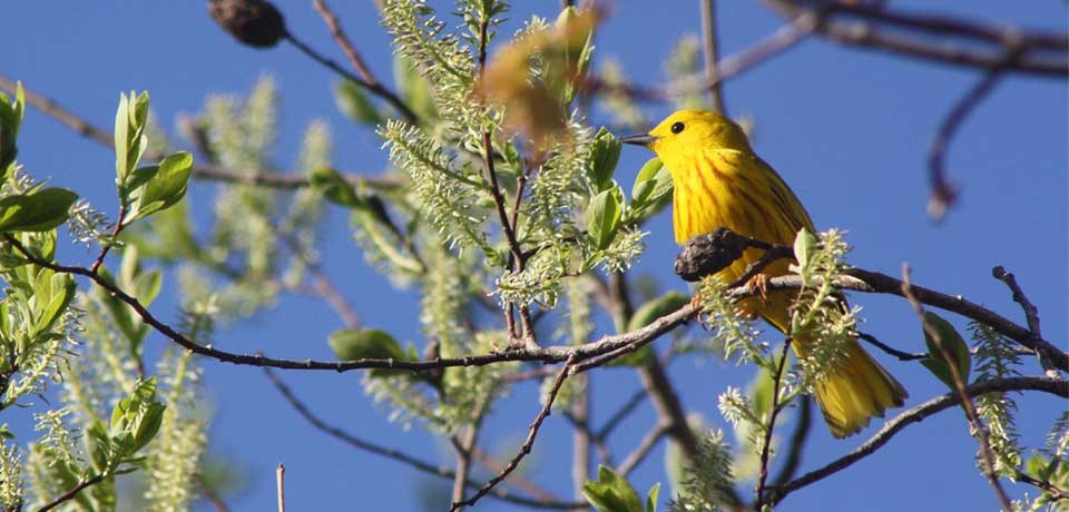 A yellow warbler sits in a tree in spring.