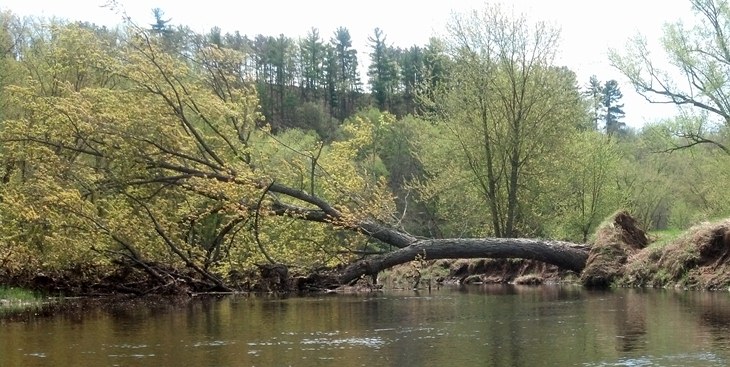 A fallen tree crosses and partially blocks a side channel of the St. Croix River in this image. NPS Photo Dale Cox.