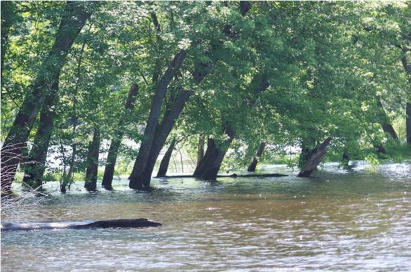 Submerged island up-river from Stillwater, Minnesota, with trees rising from the river.