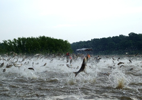 Dozens of large Silver Carp are seen jumping from the water in the wake of a motorboat on the Illinois River. (Nerissa Michaels/Illinois River Biological Station)