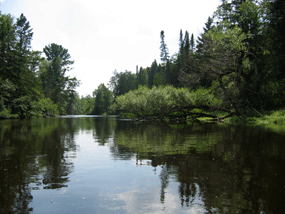 A strainer or tree is leaning over the river on the right side narrowing the canoeable area