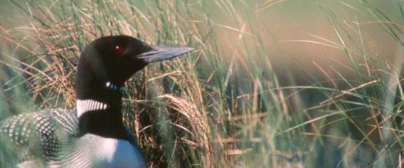 Birds such as the Minnesota's state bird the Loon, pictured here, are very susceptible to lead poisoning. (USFWS photo)