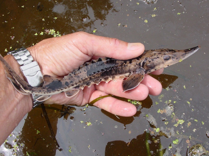This one year old sturgeon being held in the hand of a biologist is less than a foot long. NPS photo.