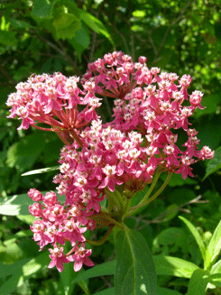 swamp milkweed flowers are clusters of bright pink tinged with white on tall leafed stems