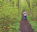 Man walking down a dirt trail through a spring woods.  The new leaves are yellowish-green.
