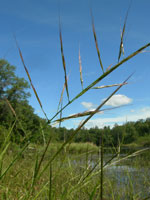 Closeup of the grains of wild rice on the stem with the river in background