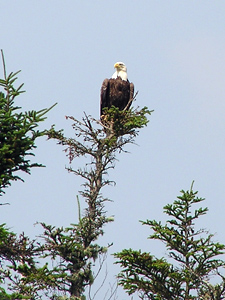 Mature bald eagle high in spruce tree