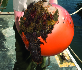 Sea lettuce and red algae growing on a large, round orange mooring float.