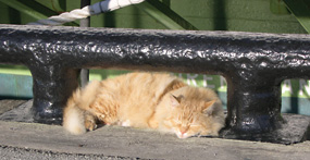 A yellow-colored cat, named Stretch, asleep on Hyde Street Pier.