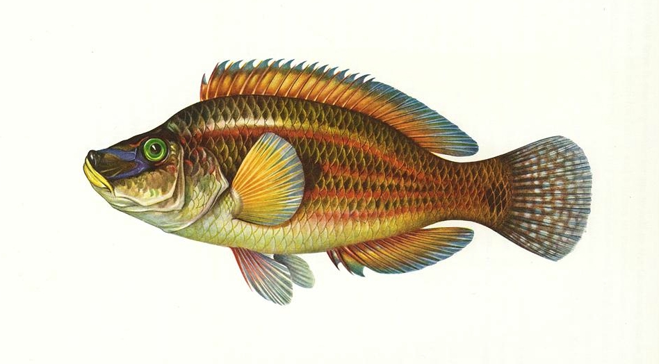 Red-lined wrasse (Crenilabrus pavo Linnaeus)