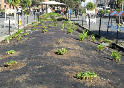 A garden bed newly planted with small native plants from California.