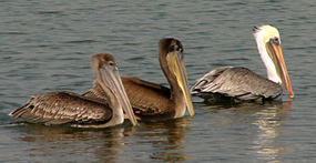 Three brown pelicans floating on the water. Three brown pelicans floating on the water.